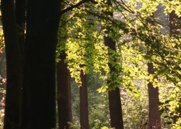 Schematherapie im Fokus